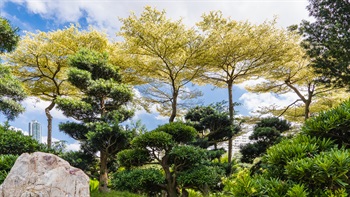 Extensive choice of plants along with a series raised mounds placed tactically among the garden to create colour and seasonal interest as well as forming noise barriers shielding the gardens from the sound of street traffic.